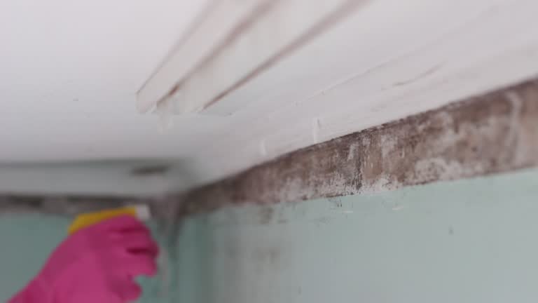 Professional Mold Removal in Roswell, NM